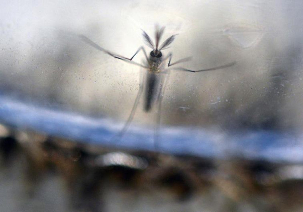 Experts warn of 'unleashed' spread of tiger mosquitoes in Spain and
